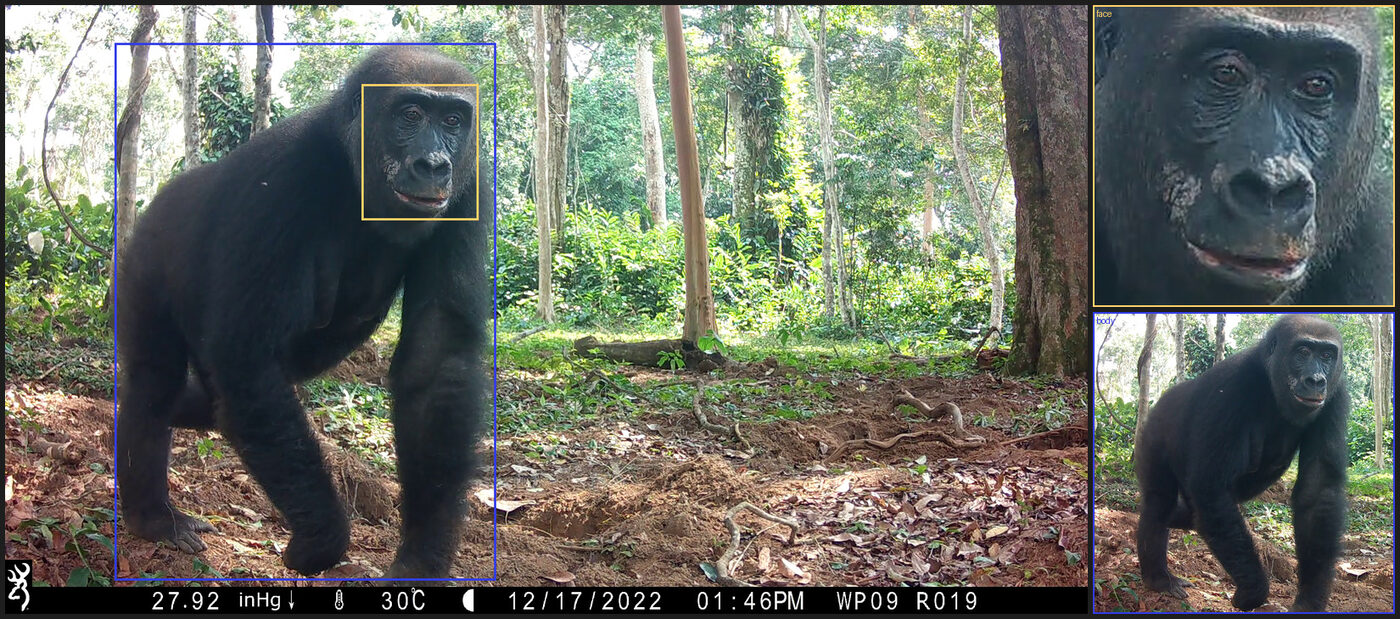 Camera trap frame from Gorilla-SPAC-Wild with face and body bounding boxes, next to the corresponding face and body crops