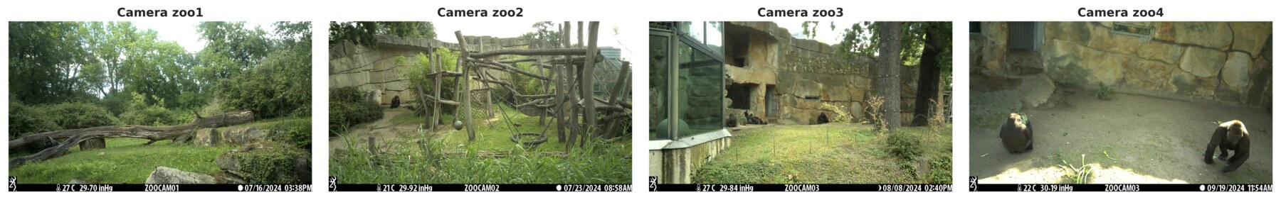 The four camera viewpoints of the Gorilla-Zoo-Berlin dataset