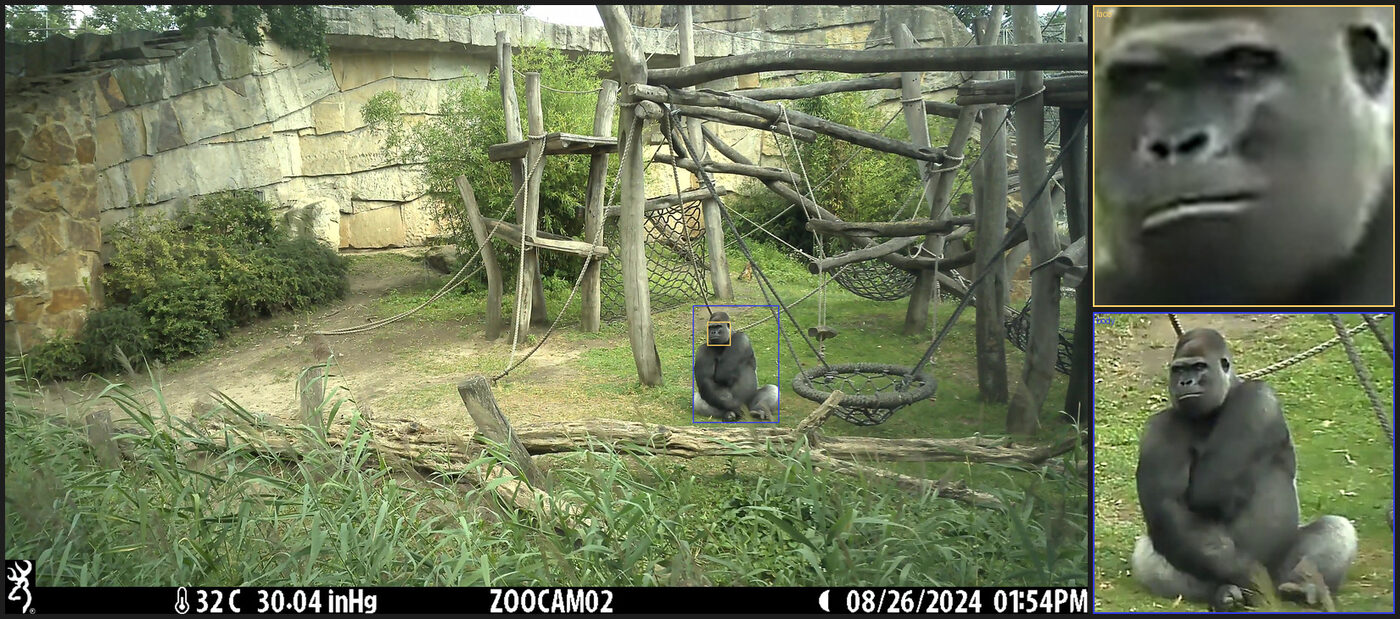 Zoo camera trap frame with face and body bounding boxes, next to the corresponding face and body crops